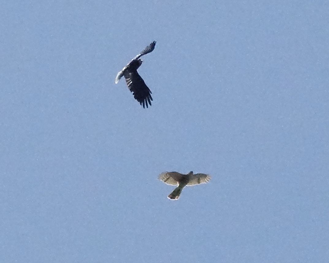 sparrowhawk